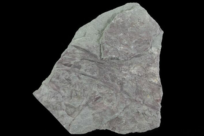 Early Devonian Plant Fossils (Zosterophyllum) - Scotland #66676